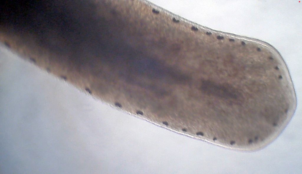 Planarie ed isoterme